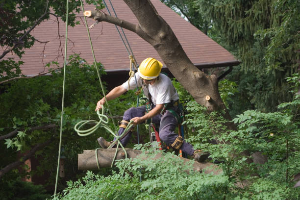 Best Tree Preservation Services  in Statham, GA