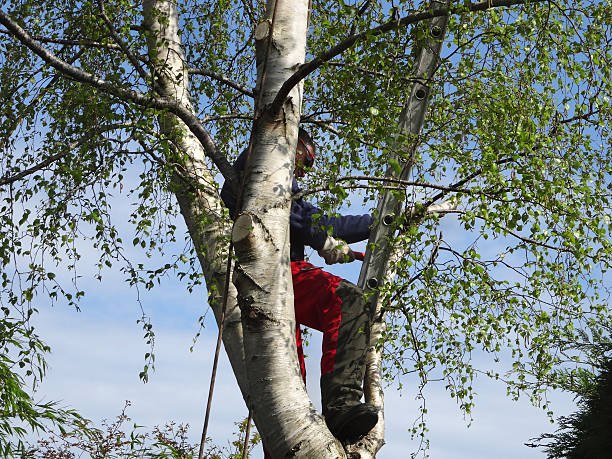 Best Root Management and Removal  in Statham, GA