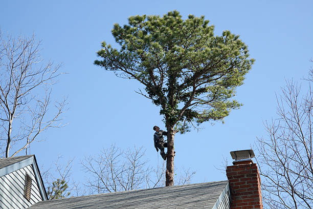 Trusted Statham, GA Tree Care Experts