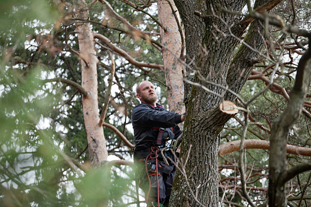 Best Tree Removal  in Statham, GA