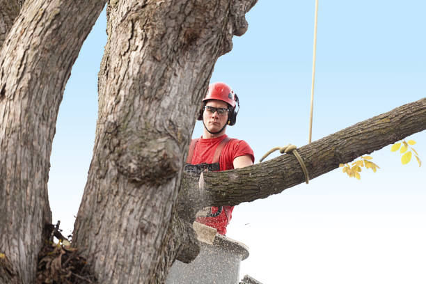 Statham, GA Tree Care Company